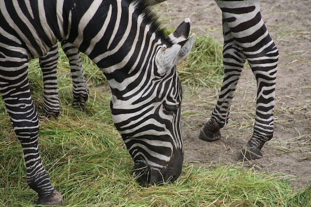 Zebra kop